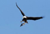 bald eagle with fish in talons