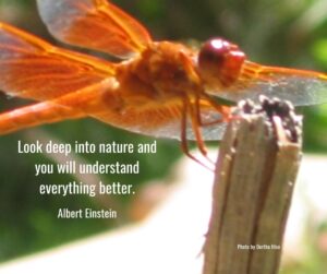 photo of dragonfly with quote