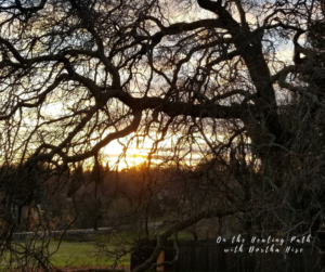 sunset behind an oak tree